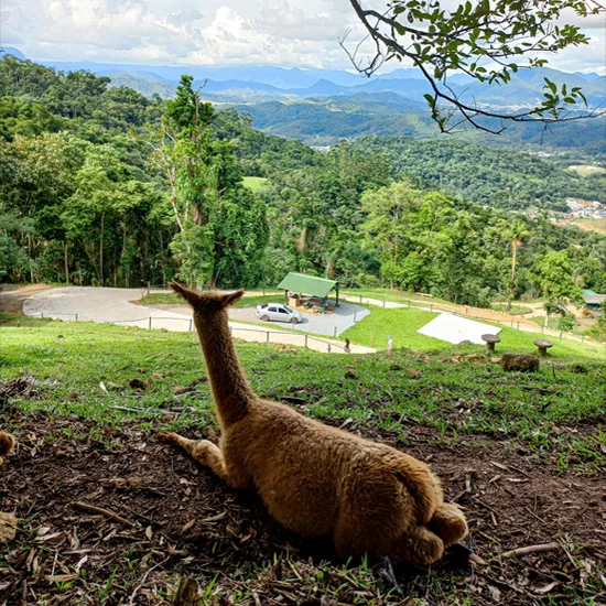 Buscando por empréstimo em Jaraguá do Sul?