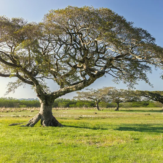 Buscando por empréstimo em Viamão?